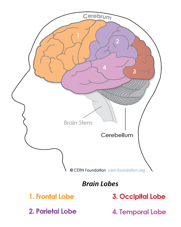 4 lobes of the brain and their functions